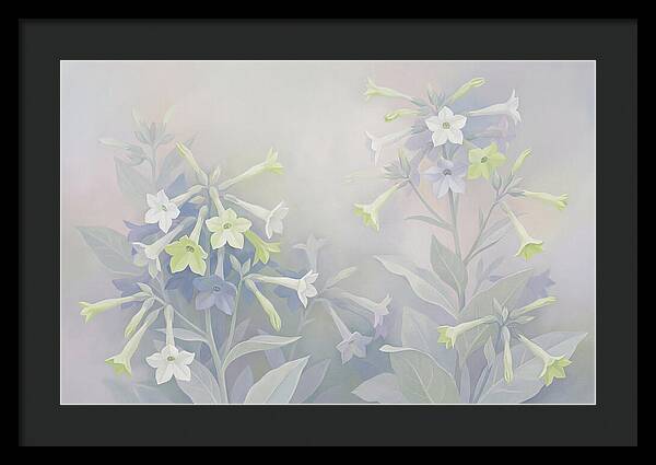 Nicotiana Evening Scented Flowers
