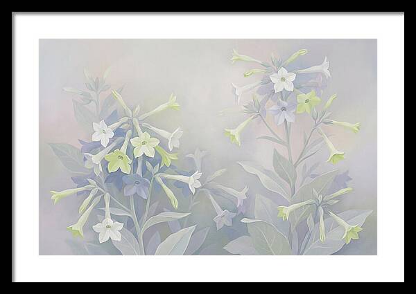 Nicotiana Evening Scented Flowers