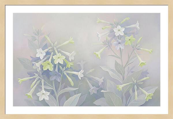 Nicotiana Evening Scented Flowers