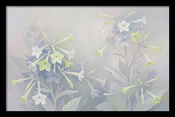 Nicotiana Evening Scented Flowers