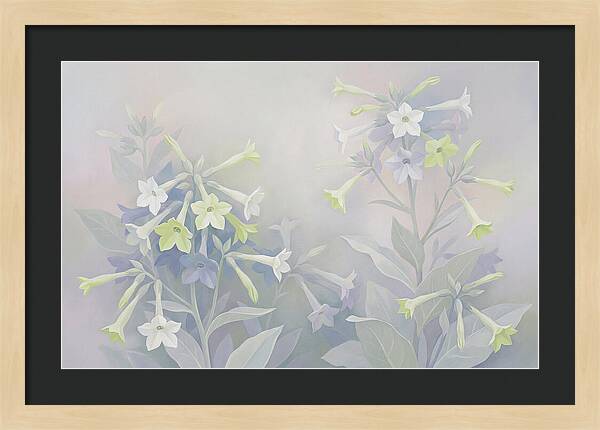 Nicotiana Evening Scented Flowers