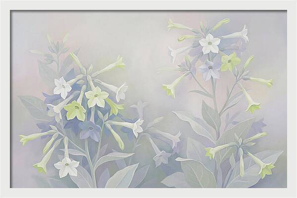 Nicotiana Evening Scented Flowers