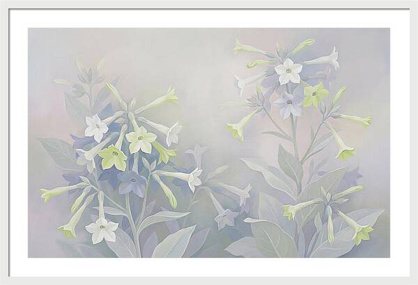 Nicotiana Evening Scented Flowers