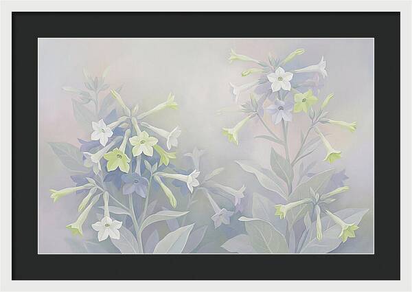 Nicotiana Evening Scented Flowers