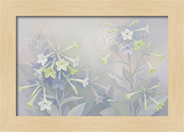 Nicotiana Evening Scented Flowers