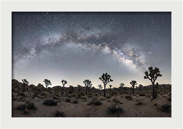 Night Sky Over Joshua Tree