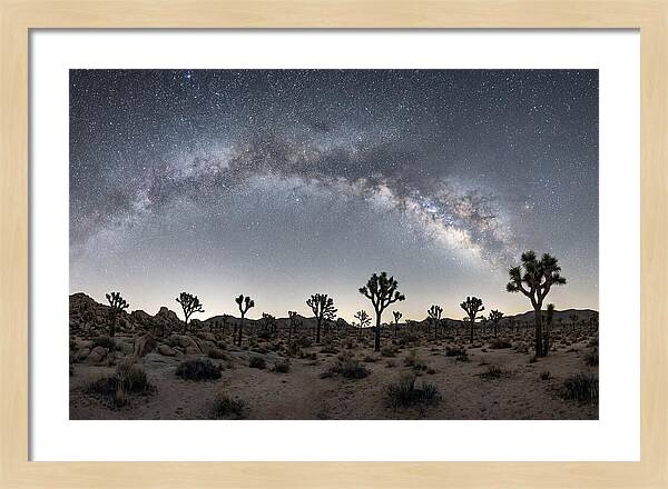 Night Sky Over Joshua Tree