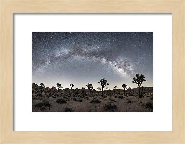 Night Sky Over Joshua Tree