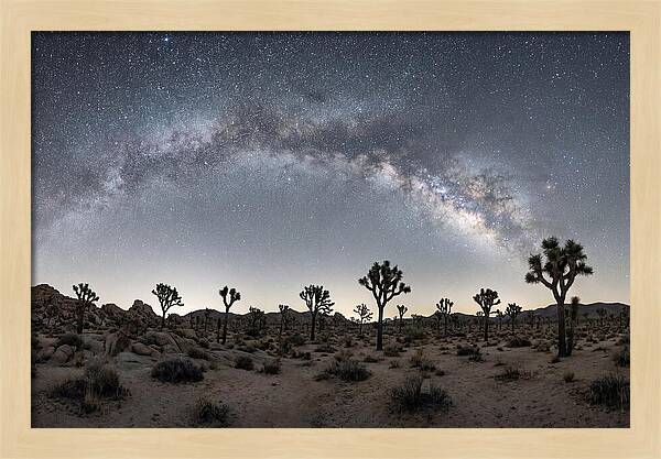 Night Sky Over Joshua Tree