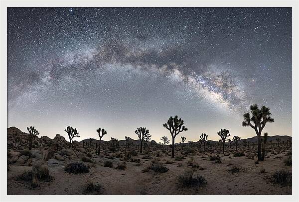 Night Sky Over Joshua Tree