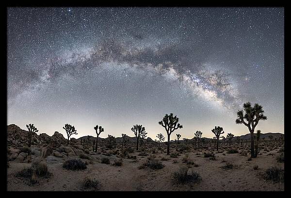 Night Sky Over Joshua Tree