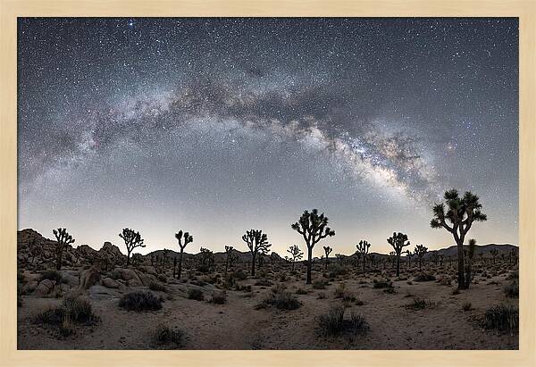 Night Sky Over Joshua Tree