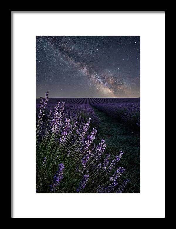 Night Sky Over Lavender Fields