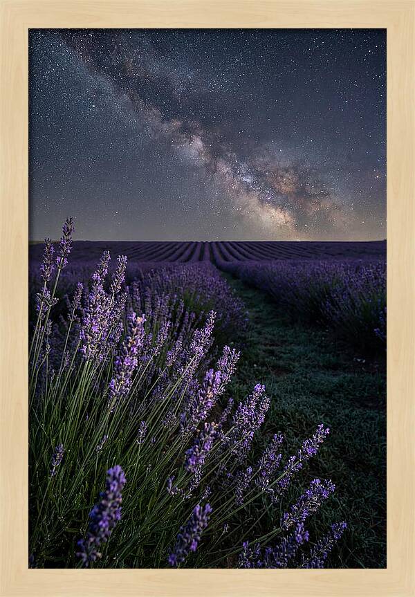 Night Sky Over Lavender Fields