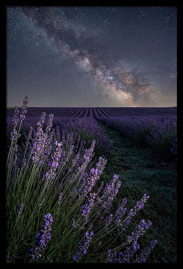 Night Sky Over Lavender Fields