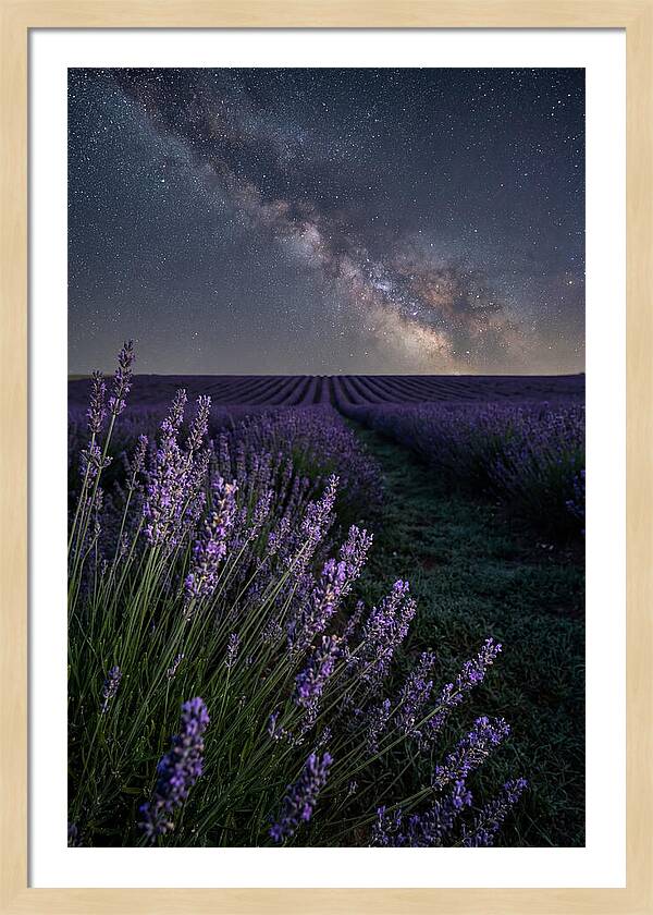 Night Sky Over Lavender Fields