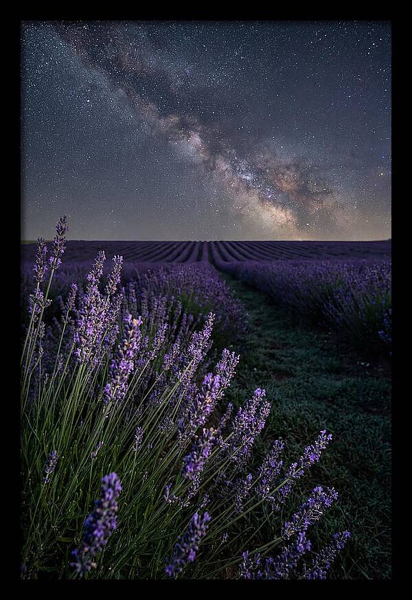 Night Sky Over Lavender Fields