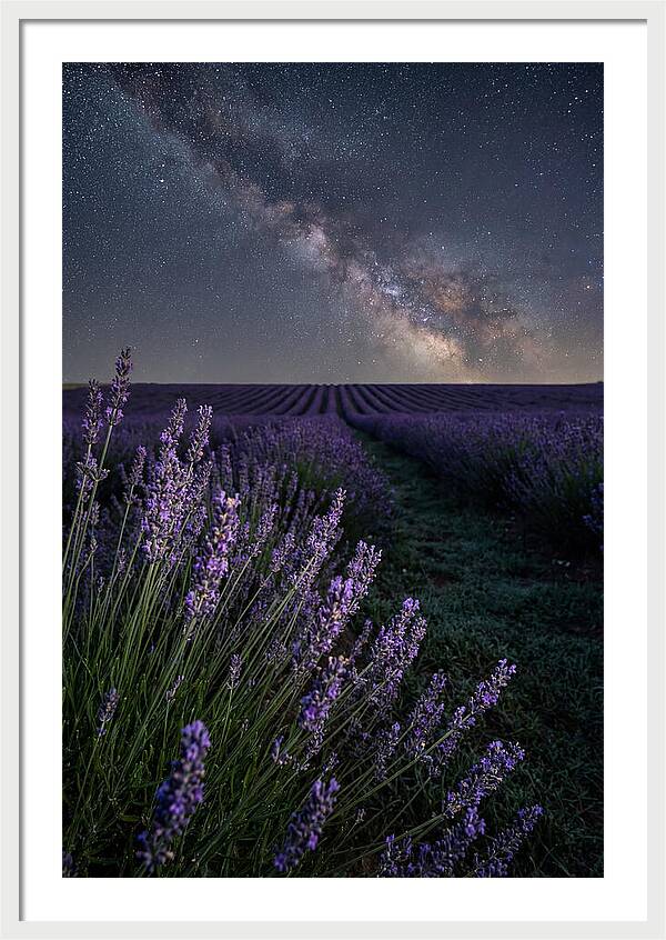 Night Sky Over Lavender Fields