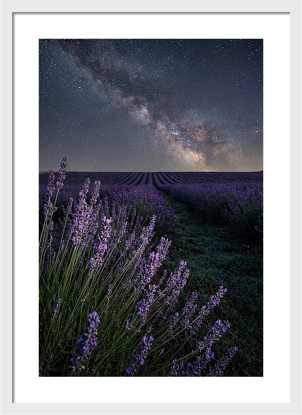 Night Sky Over Lavender Fields