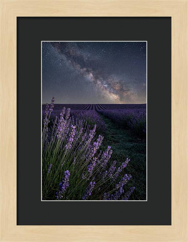 Night Sky Over Lavender Fields