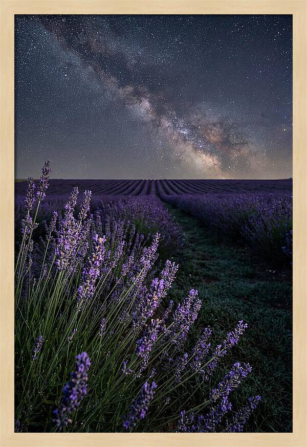 Night Sky Over Lavender Fields