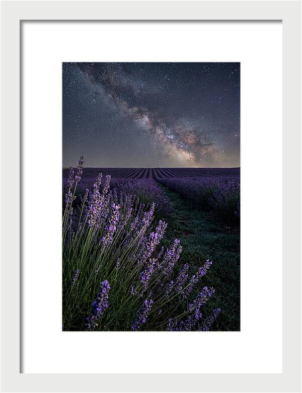 Night Sky Over Lavender Fields