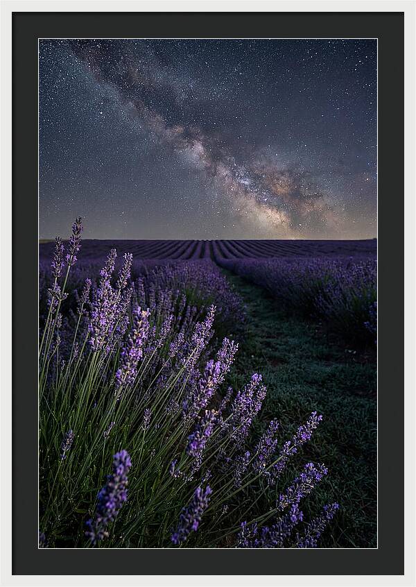 Night Sky Over Lavender Fields