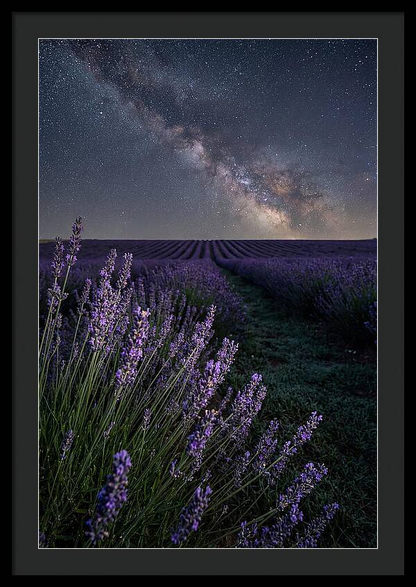Night Sky Over Lavender Fields
