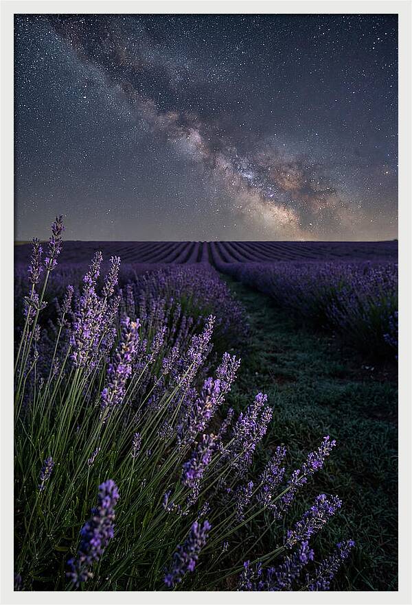 Night Sky Over Lavender Fields