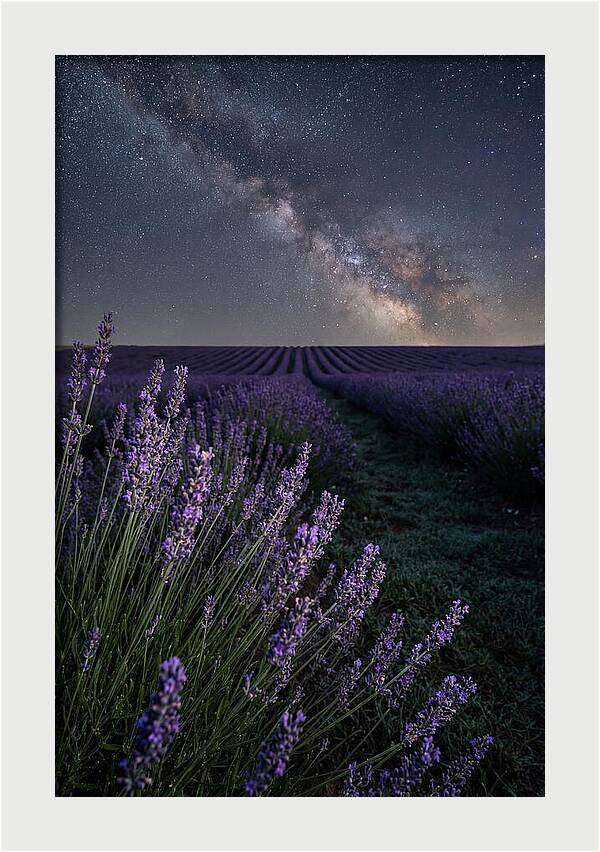 Night Sky Over Lavender Fields