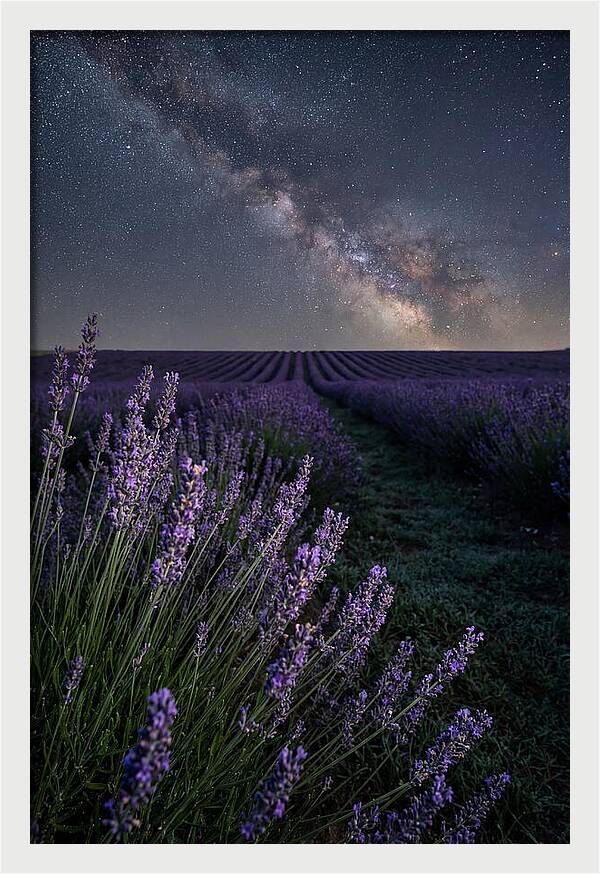 Night Sky Over Lavender Fields
