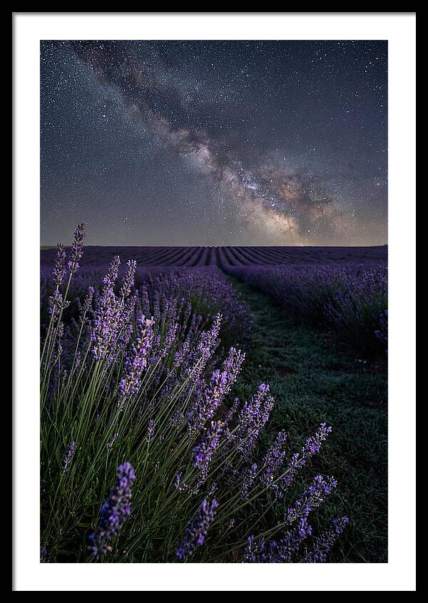 Night Sky Over Lavender Fields