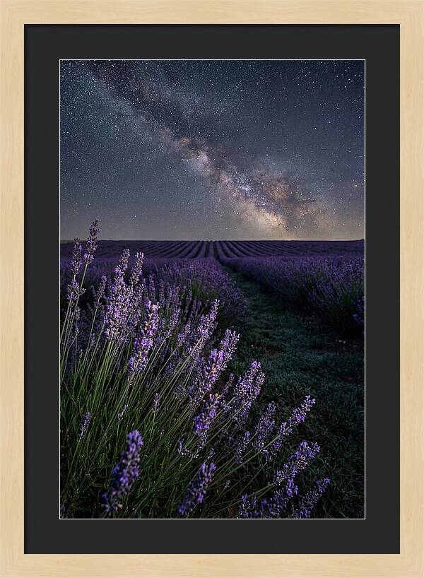 Night Sky Over Lavender Fields