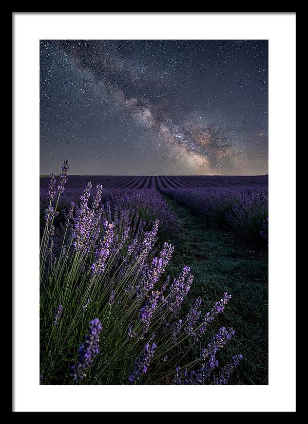 Night Sky Over Lavender Fields