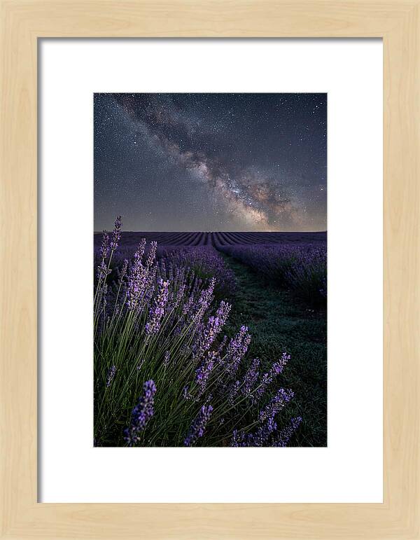 Night Sky Over Lavender Fields