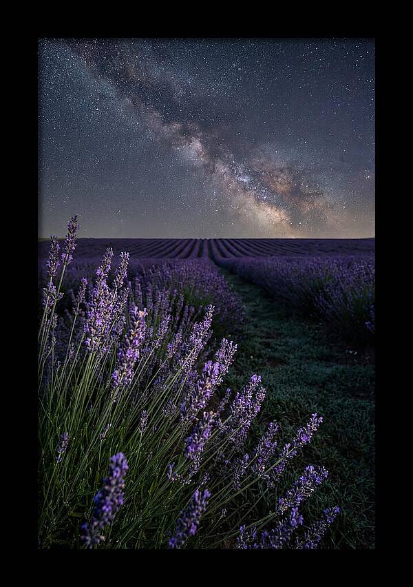 Night Sky Over Lavender Fields