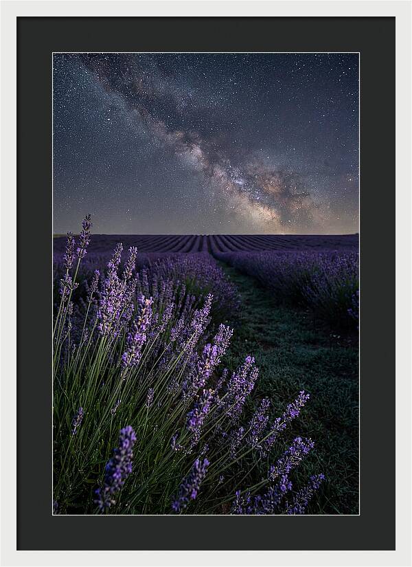 Night Sky Over Lavender Fields