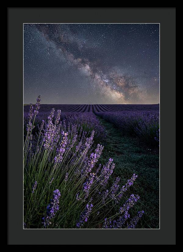 Night Sky Over Lavender Fields