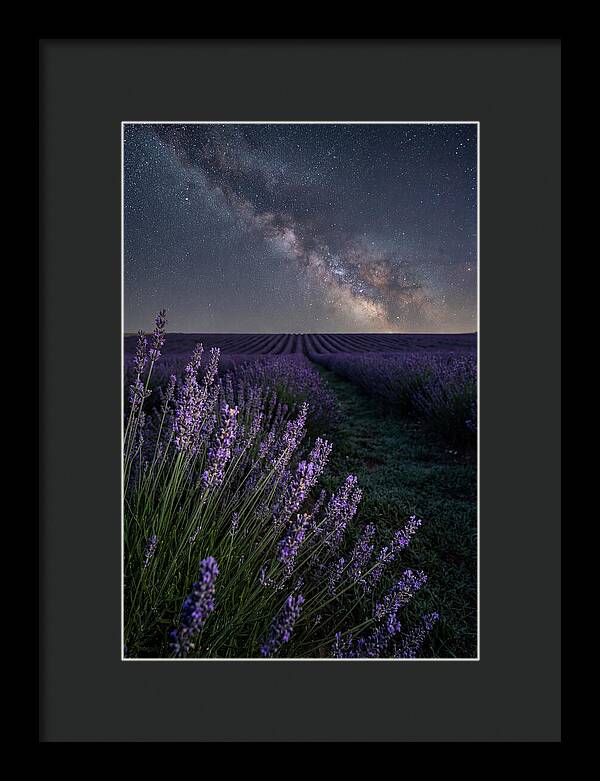 Night Sky Over Lavender Fields