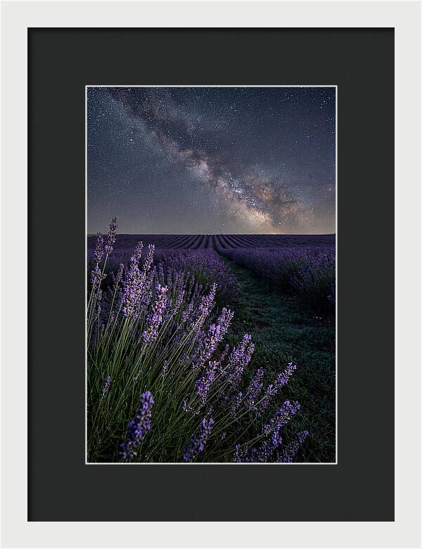 Night Sky Over Lavender Fields