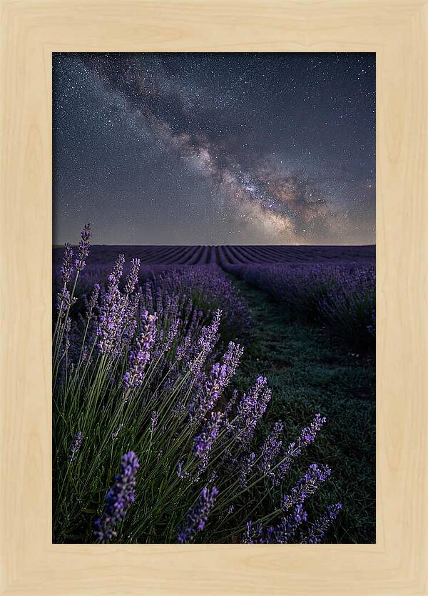 Night Sky Over Lavender Fields