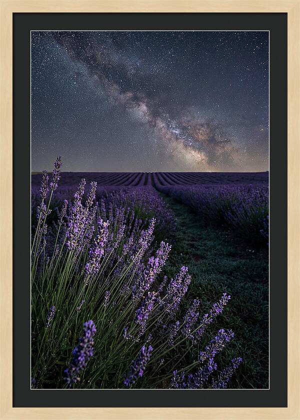 Night Sky Over Lavender Fields