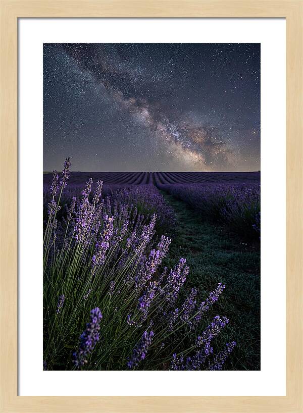 Night Sky Over Lavender Fields