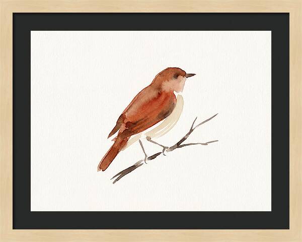 Nightingale Perched Gracefully