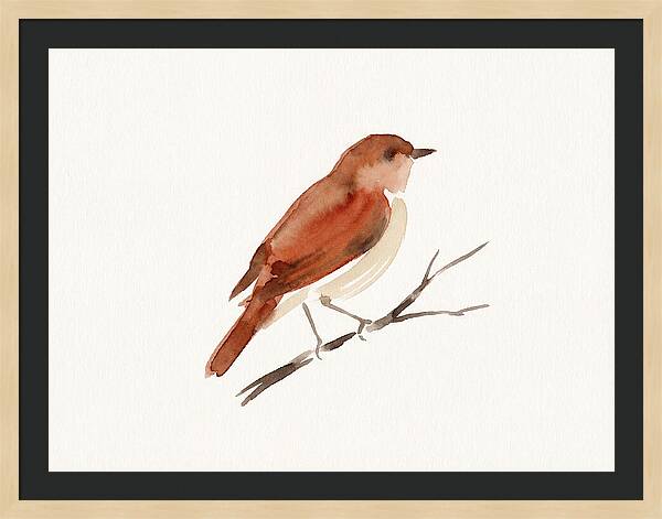 Nightingale Perched Gracefully