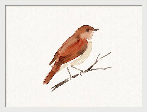 Nightingale Perched Gracefully