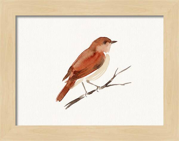 Nightingale Perched Gracefully