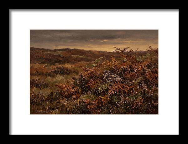 Nightjar On Bracken Covered Heath