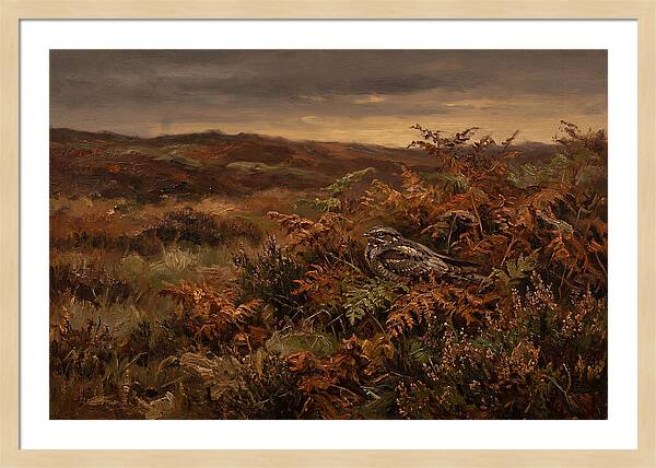 Nightjar On Bracken Covered Heath