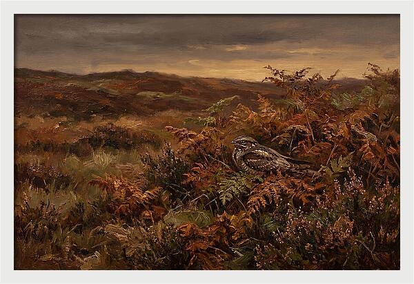 Nightjar On Bracken Covered Heath